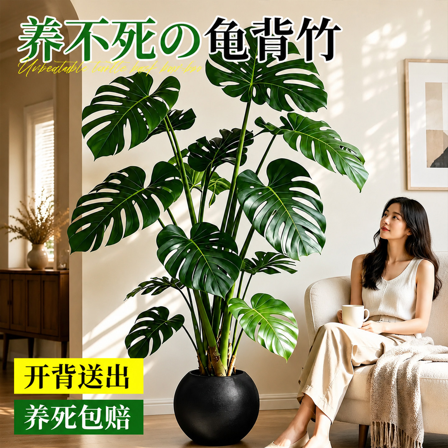 龟背竹老桩大叶客厅盆栽四季好养图片