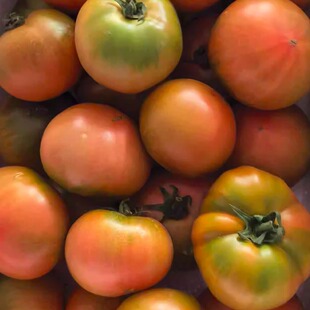 盘锦碱地柿子鹰爪草莓西红柿生吃自然熟 新开棚水果番茄五斤包邮