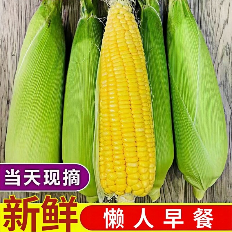 山西现摘农家老品种香甜嫩玉米