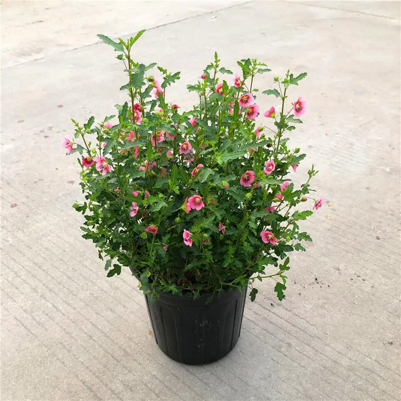 小木槿花微草莓木槿花棒棒糖木槿开花艳丽好养庭院绿化地栽耐寒易