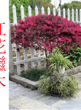 红花檵木彩叶观叶观花庭院阳台花镜盆栽搭配植物好养容易成活乔木