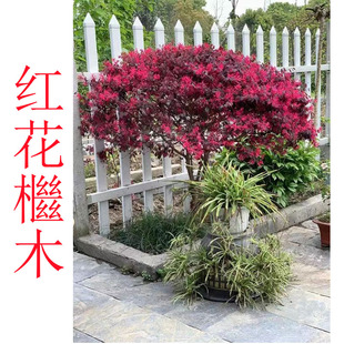 红花檵木彩叶观叶观花庭院阳台花镜盆栽搭配植物好养容易成活乔木