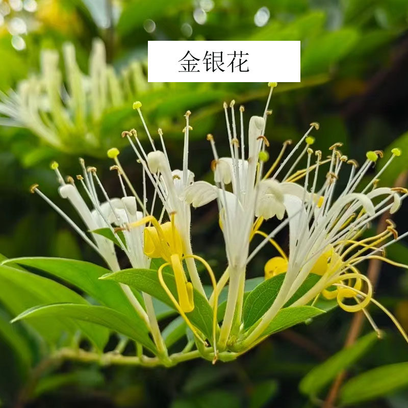 五彩金银花黄白金银花浓香盆栽花卉藤本爬藤攀援耐寒开花植物花,鲜花速递/花卉仿真/绿植园艺,藤本/攀援植物,淘宝优惠券,粉丝福利购,淘宝优惠卷