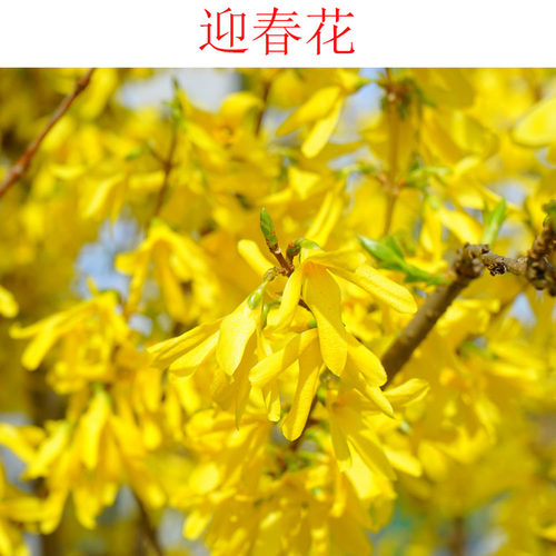 迎春花花苗耐寒春季开花庭院阳台