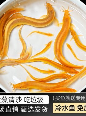 黄金泥鳅清道夫好养耐活黄金泥鳅淡水活体观赏鱼饲料鱼清洁工具鱼
