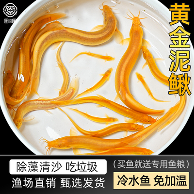 黄金泥鳅清道夫好养耐活黄金泥鳅淡水活体观赏鱼饲料鱼清洁工具鱼