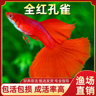 全红孔雀鱼活鱼热带观赏鱼纯种大尾巴凤尾鱼小型淡水好养耐活鱼苗