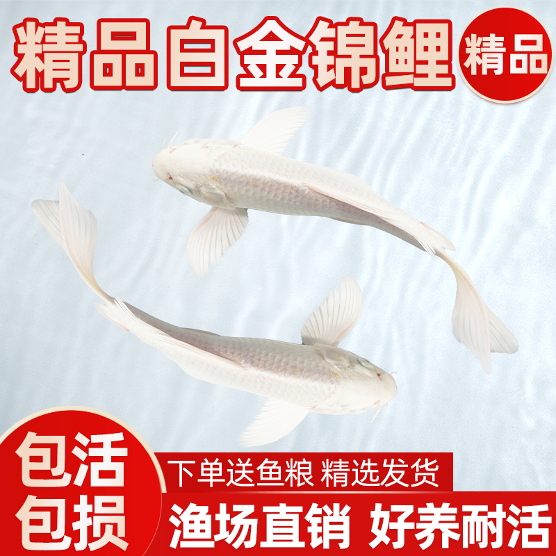 白金龙凤锦鲤鱼活鱼冷水淡水鱼苗观赏鱼小型好养耐活