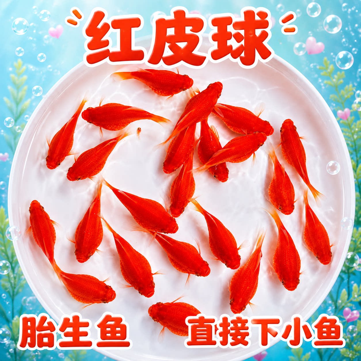 精品红皮球红太阳球小型观赏鱼玛丽球原生鱼活体精品活体鱼