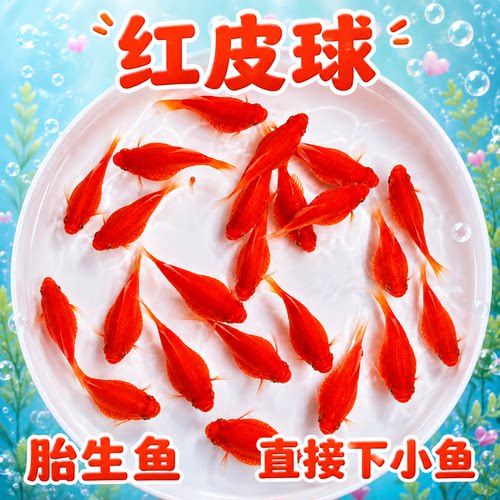 精品红皮球红太阳球小型观赏鱼玛丽球原生鱼活体精品活体鱼