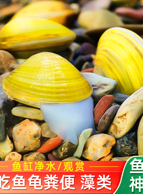 黄金小河蚌净水河蚬清理鱼缸观赏螺黄金贝专吃鱼屎粪便净化水质