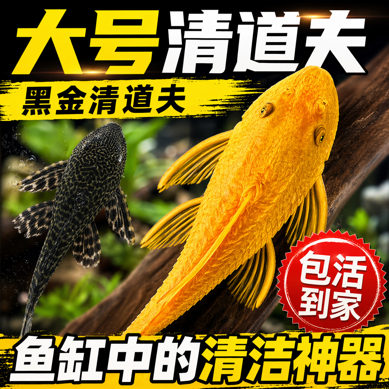 清道夫鱼缸清洁工鱼观赏热带淡水冷水吃屎垃圾清理粪便藻类残饵