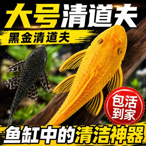 清道夫鱼缸洁工观赏热带淡水冷吃