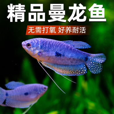 曼龙鱼热带观赏鱼活鱼淡水小型鱼苗马甲球鱼好养耐活不打氧宠物鱼