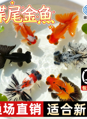 蝶尾金鱼活鱼包金龙睛兰寿泰狮冷水淡水观赏鱼金鱼新手好养耐活鱼