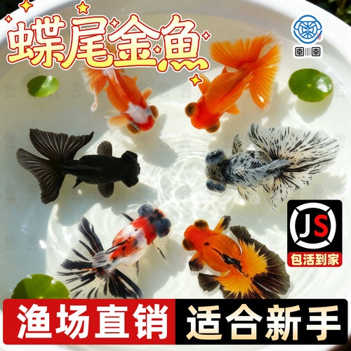 蝶尾金鱼活鱼包金龙睛兰寿泰狮冷水淡水观赏鱼金鱼新手好养耐活鱼