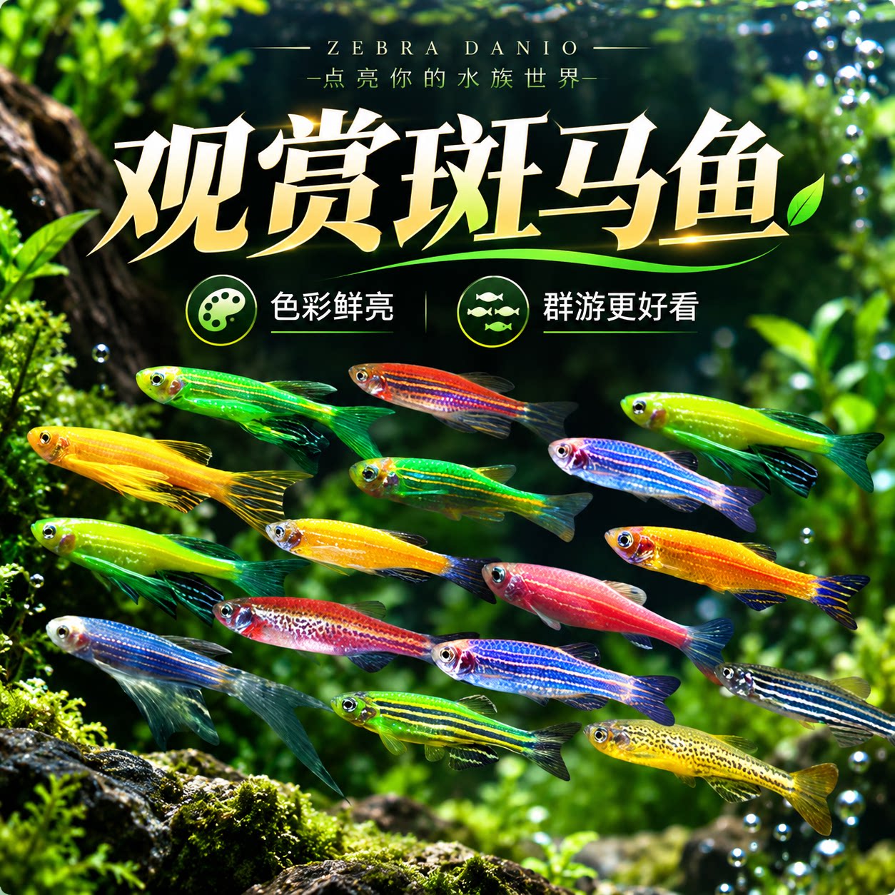 热带观赏鱼七彩糖果斑马鱼群游鱼苗小型灯科鱼淡水好养耐活