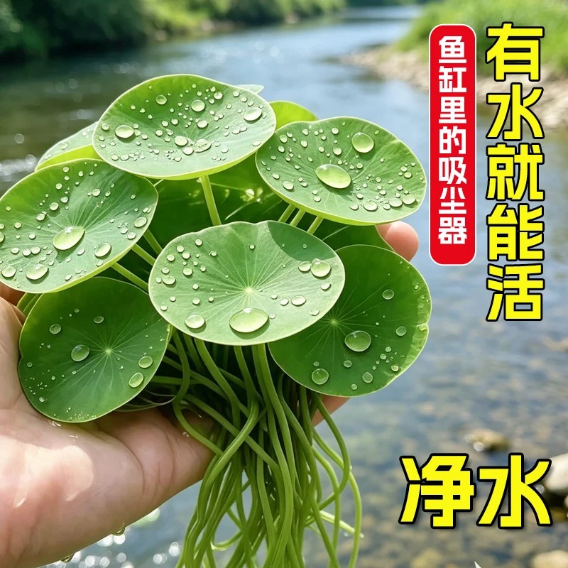 圆心萍浮萍水草水培植物净化水质鱼虾水草龟缸漂浮水草专用造景草