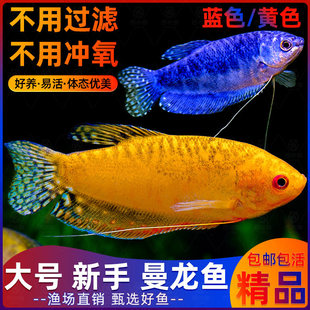 曼龙鱼热带观赏鱼黄曼龙蓝曼龙五彩血丽丽珍珠马甲球活小型淡水鱼