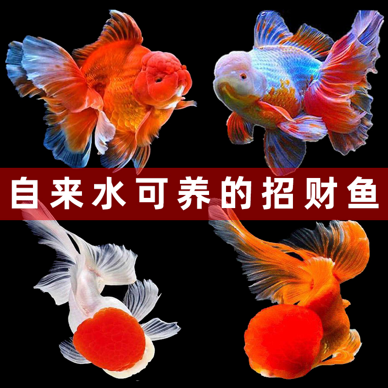 金鱼活冷水苗观赏狮子头丹顶自来