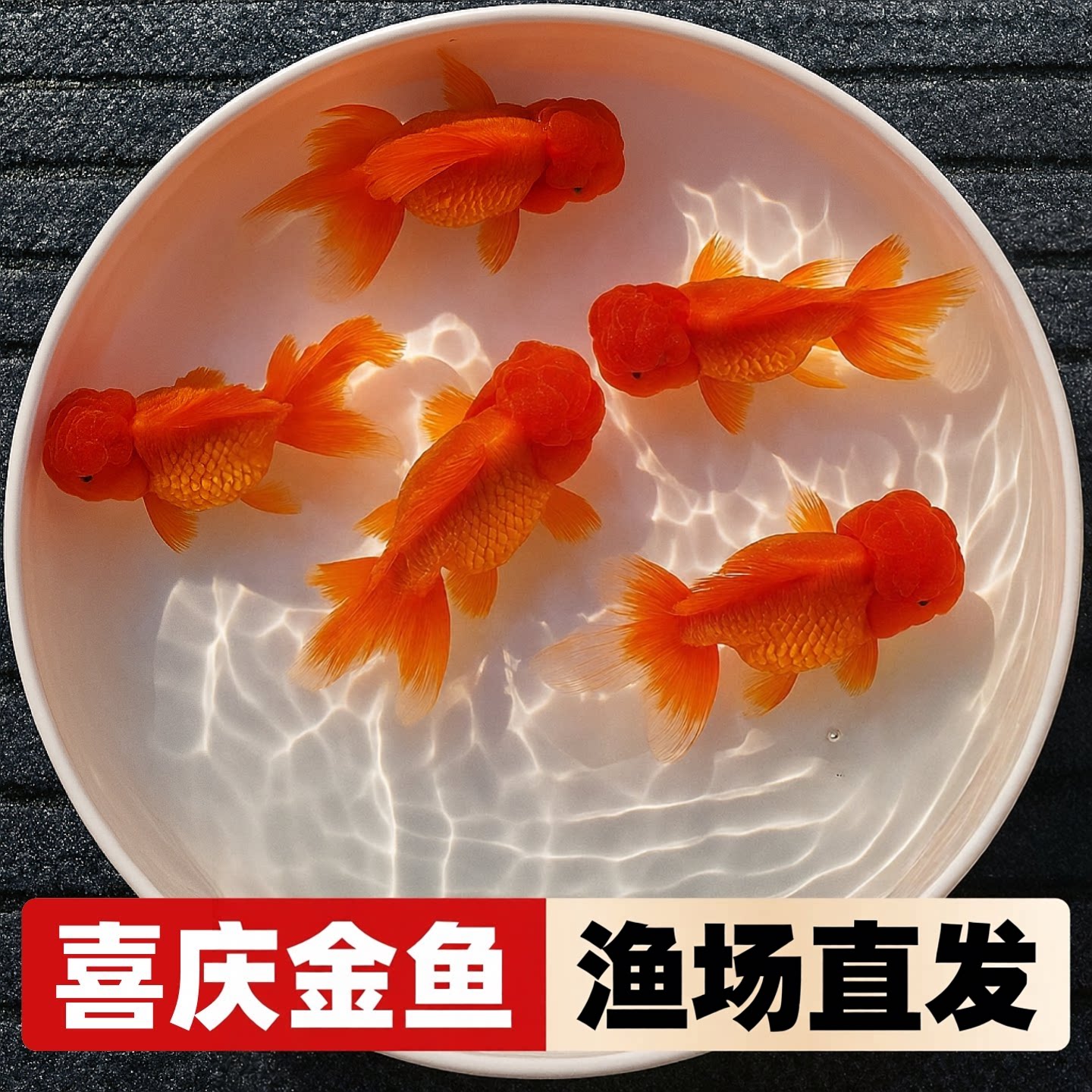 红狮子头活鱼冷水观赏鱼狮子头百褶泰狮金鱼自来水好养耐活小金鱼
