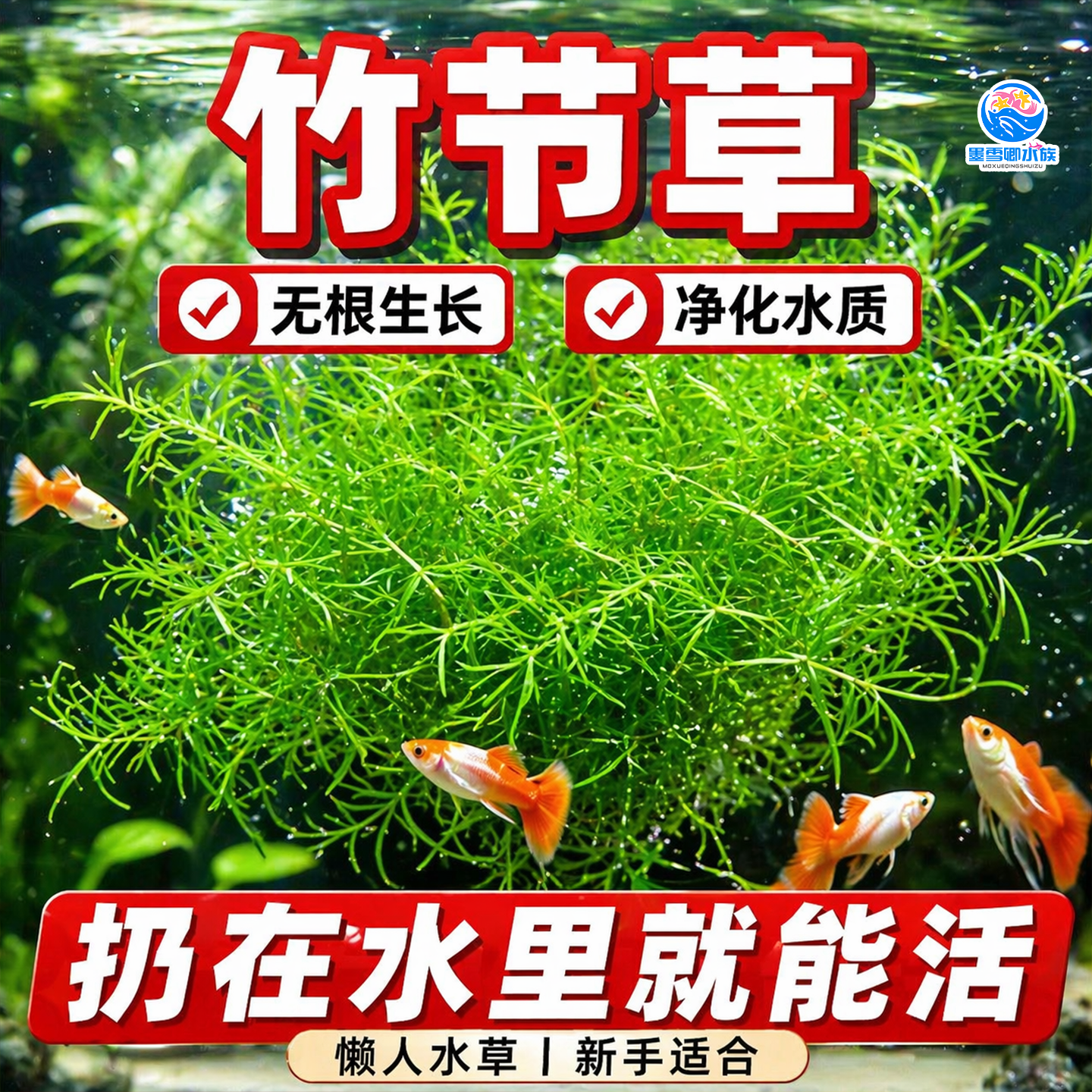 水草印度小竹节草好养植物鱼缸水族箱装饰造景绿菊蜈蚣草净水真草