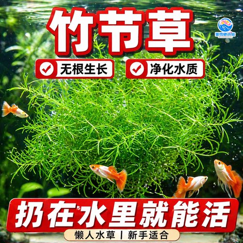 水草印度小竹节草好养植物鱼缸水族箱装饰造景绿菊蜈蚣草净水真草