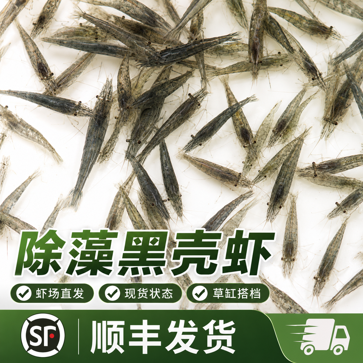 黑壳虾除藻清洁工具虾易存活鱼缸黑藻去苔宠物虾鱼活体饲料观赏虾