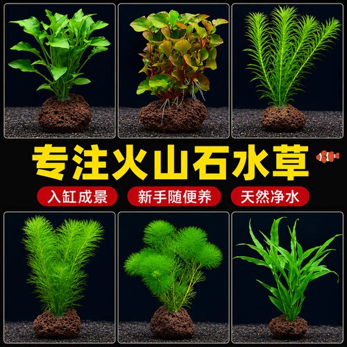 鱼缸水草造景莫斯绿菊蜈蚣草