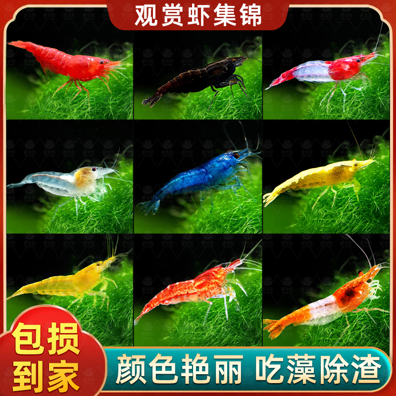鱼缸观赏虾鲜活水晶虾宠物工具除藻好养耐活淡水冷水樱花虾极火虾
