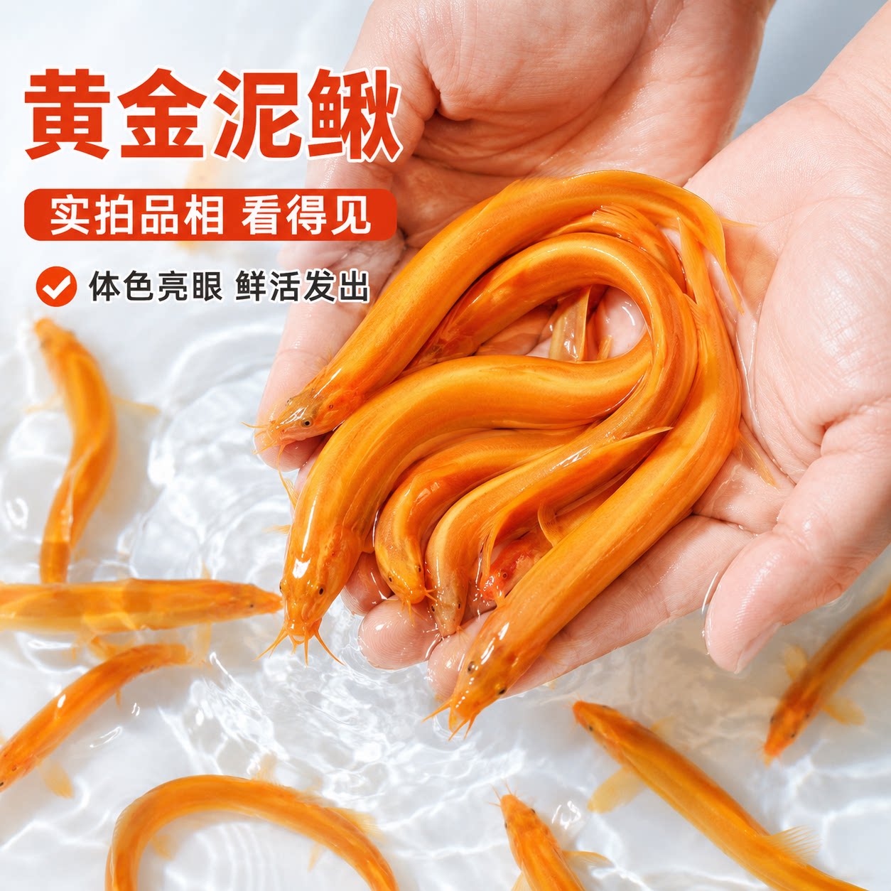 黄金泥鳅苗小金龙冷水观赏鱼好养耐活的新手练手鱼清道夫鱼工具鱼图片