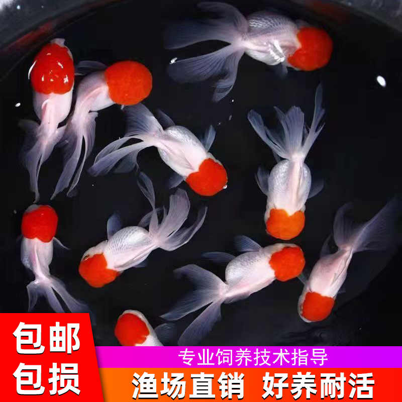 金鱼活冷水苗观赏狮子头丹顶自来