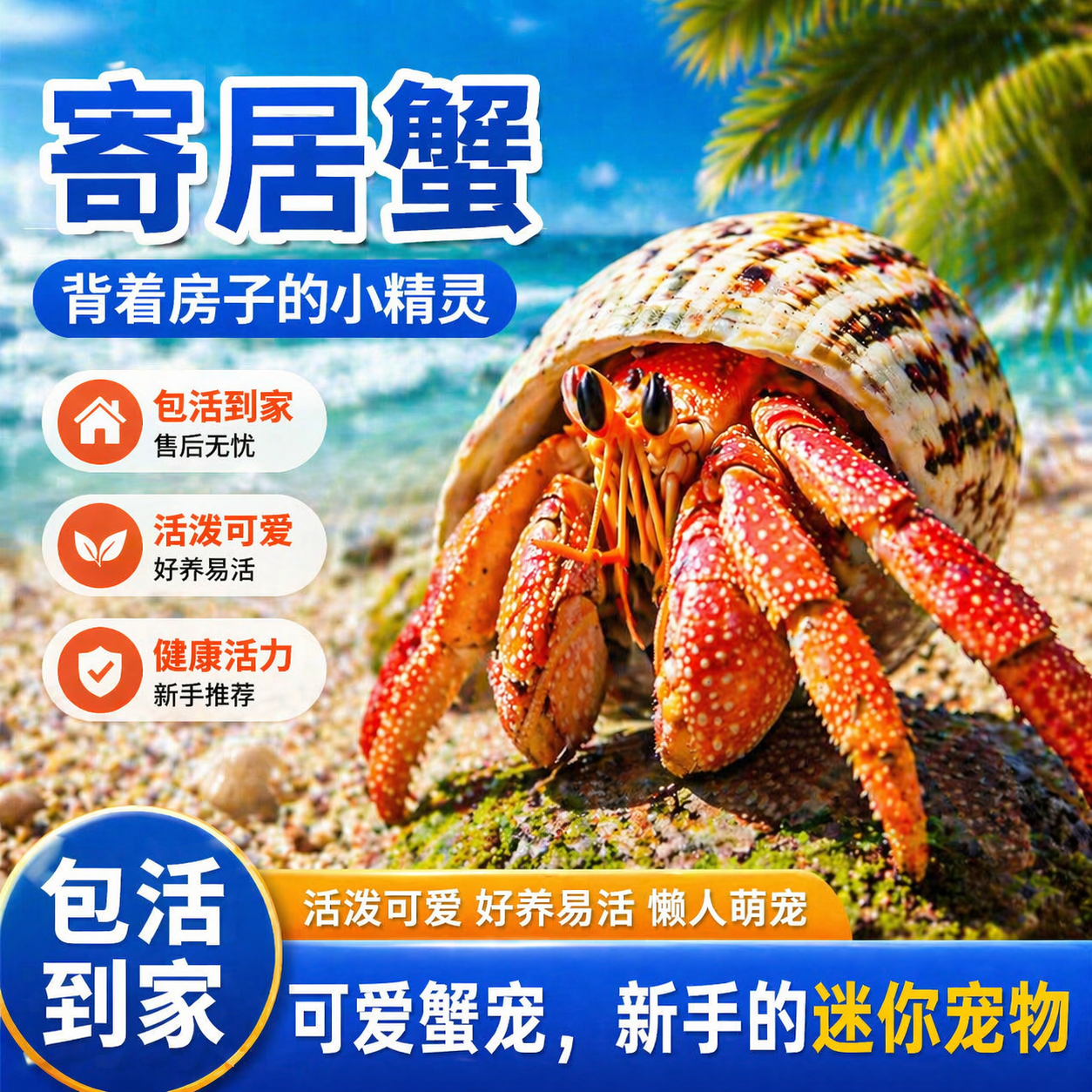 寄居蟹懒人迷你宠物新手好养养活桌面萌宠观赏蟹网红潮人草莓送礼