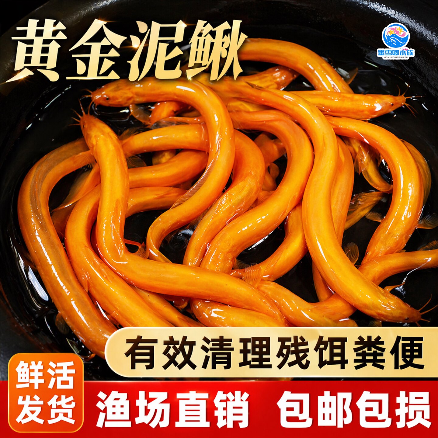 黄金鳅清道夫龙好养耐活泥淡水体图片