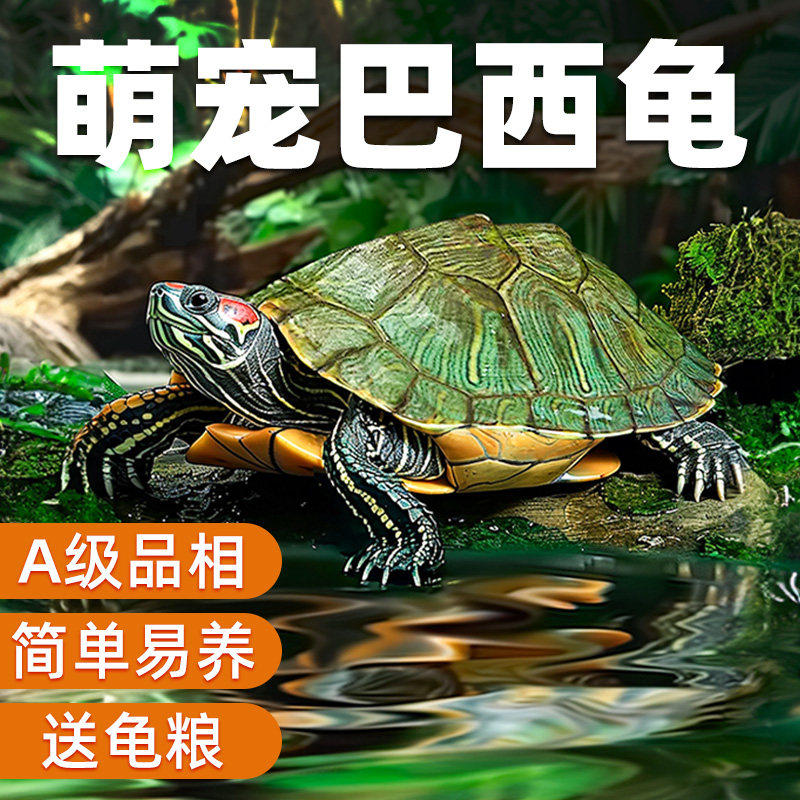 巴西龟情侣龟乌龟活物家养观赏宠物龟金钱龟黄金龟红耳小水龟乌龟,宠物/宠物食品及用品,蟹,淘宝优惠券,粉丝福利购,淘宝优惠卷