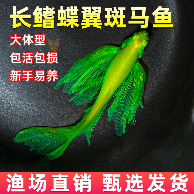 蝶翼斑马鱼长尾长鳍大帆翡翠绿观赏鱼龙凤冷水小型淡水好养小活鱼