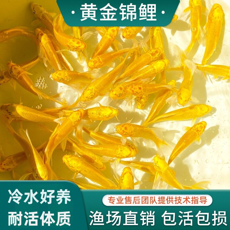 黄金锦鲤活鱼招财好养耐冷水苗体