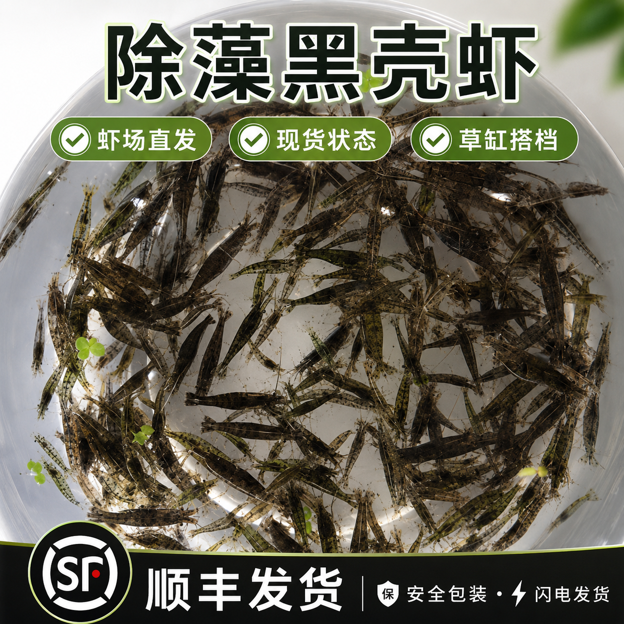 黑壳虾除藻清洁工具虾易存活鱼缸黑藻去苔宠物虾鱼活体饲料观赏虾