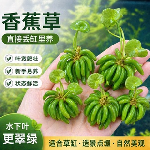 香蕉草真水草活体水中叶懒人鱼缸专用净化前景无需种植新手易养活