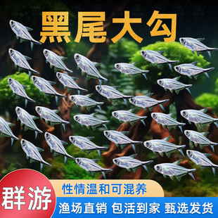 黑尾大勾热带群游鱼淡水好养耐活小鱼自来水草缸溪流缸小型观赏鱼