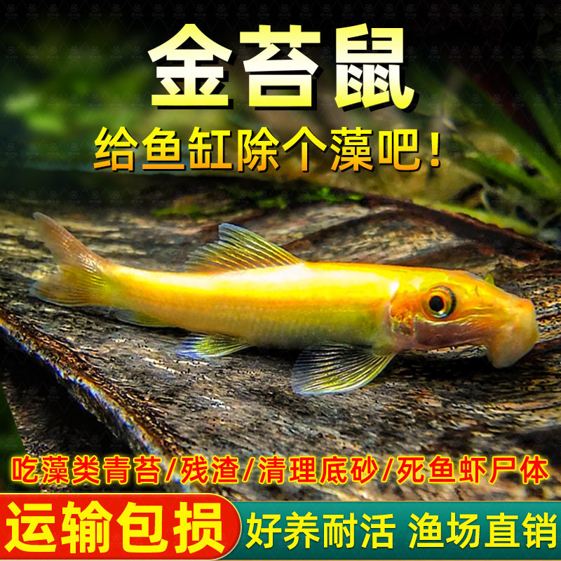 清道夫鱼金苔鼠鱼缸清洁工除藻工具鱼小型热带观赏鱼吃垃圾鱼活体