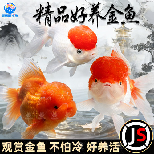 金鱼活鱼鸿运当头鹤顶红国狮活体冷水淡水鱼好养耐活锦鲤观赏鱼苗