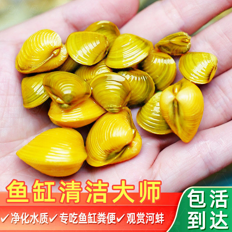 黄金蚬专吃鱼粪便净水河蚌冷水清道夫清洁工具观赏螺鱼苗观赏鱼,宠物/宠物食品及用品,其它水族宠物,淘宝优惠券,粉丝福利购,淘宝优惠卷