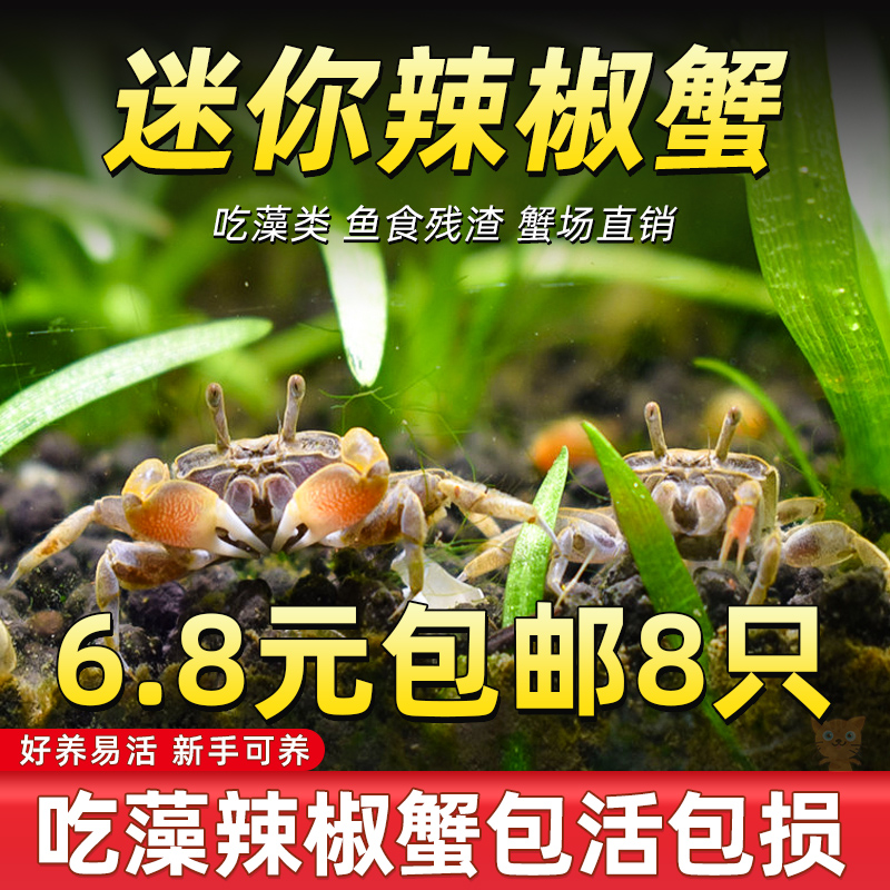 迷你蟹辣椒观赏可与灯科鱼孔雀虾