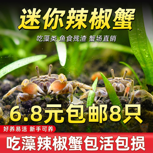 迷你蟹辣椒蟹观赏蟹可与灯科鱼孔雀鱼虾斑马鱼混养吃涡虫除藻活体