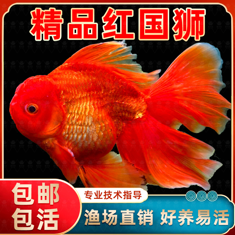 冷水鱼小金鱼红狮金鱼国师鱼活鱼淡水锦鲤观赏鱼好养耐活鱼观赏鱼