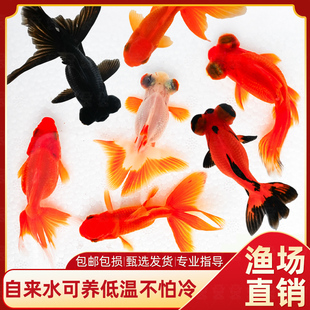 金鱼兰寿金鱼 黄金锦鲤 百褶泰狮活鱼红狮子头国狮金鱼冷水鱼