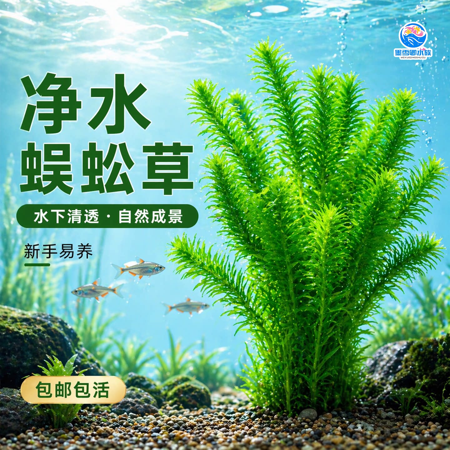 蜈蚣草水草植物养龟鱼缸造景鱼草缸净水绿植新手养鱼绿菊后景草