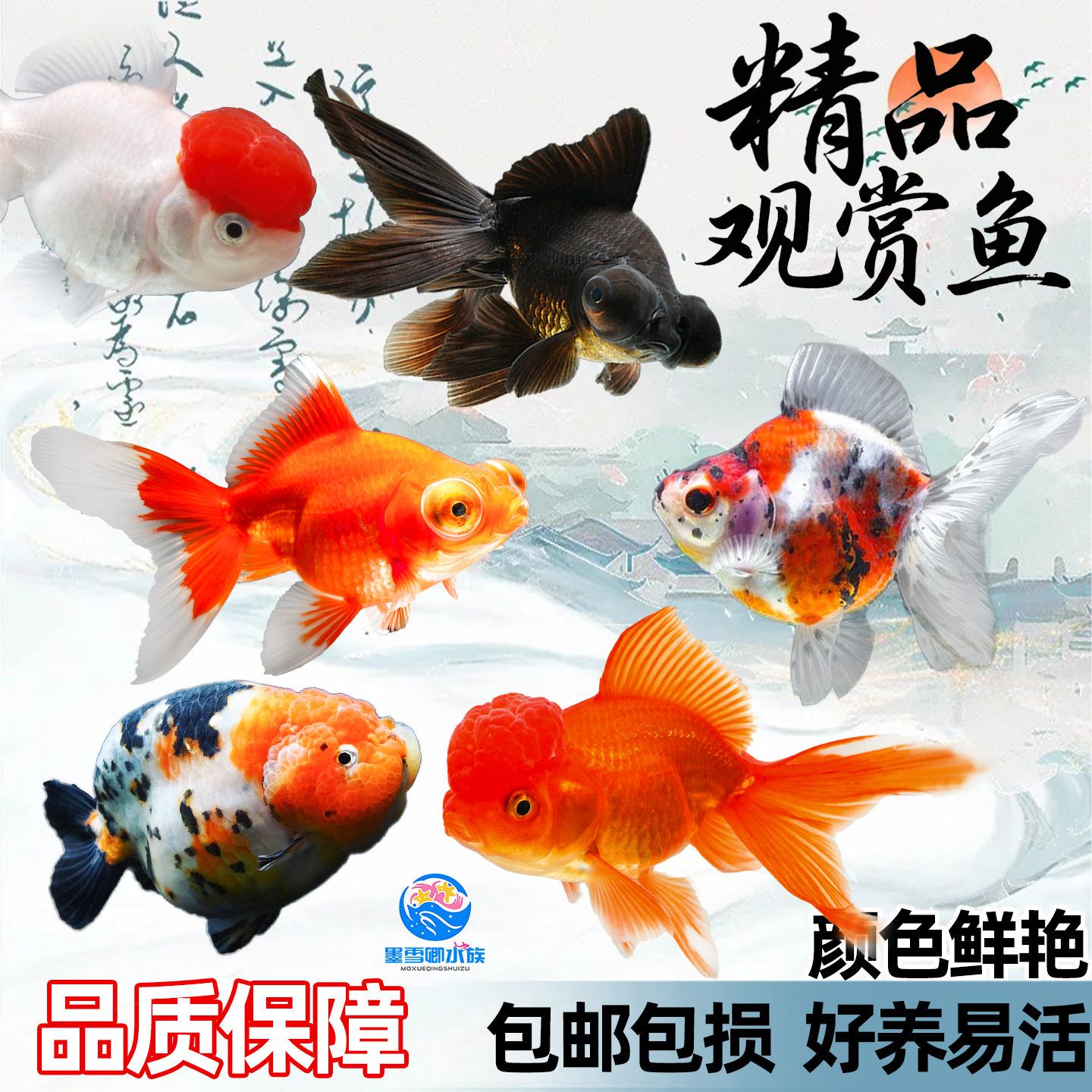 金鱼活鱼观赏鱼冷水鱼淡水鱼小型好养耐活兰寿泰狮不加温金鱼活体