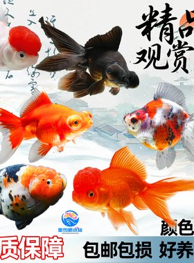 金鱼活鱼观赏鱼冷水鱼淡水鱼小型好养耐活兰寿泰狮不加温金鱼活体